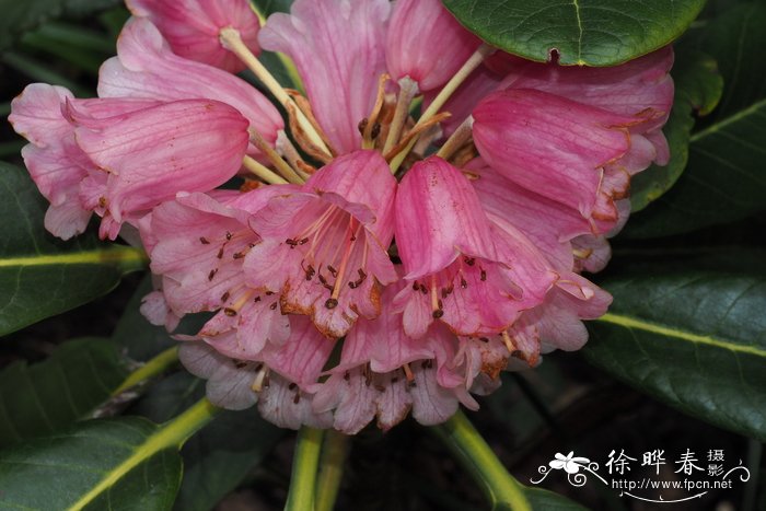 多裂杜鹃Rhododendron hodgsonii