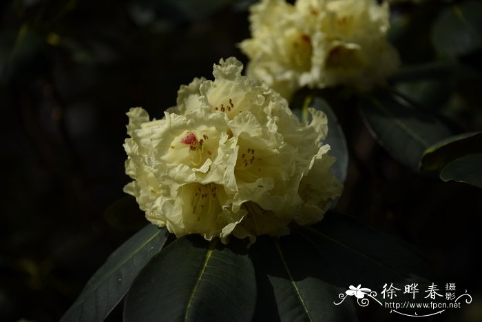 乳黄杜鹃rhododendronlacteum