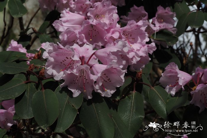 粉红杜鹃Rhododendron oreodoxa var. fargesii