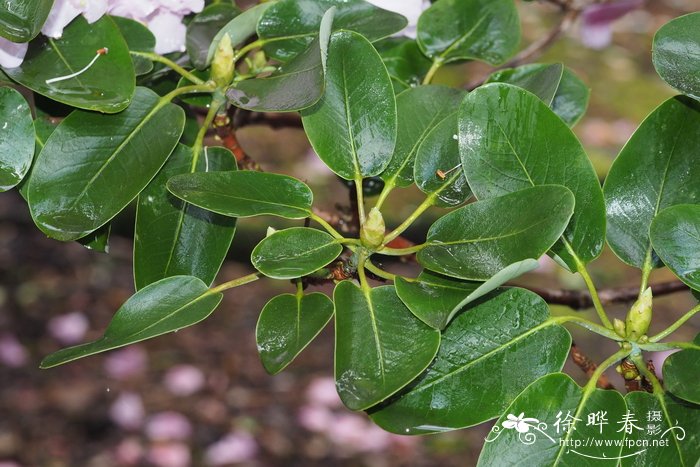 粉红杜鹃Rhododendron oreodoxa var. fargesii