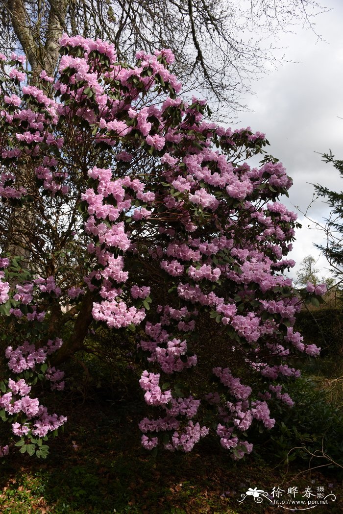 粉红杜鹃Rhododendron oreodoxa var. fargesii