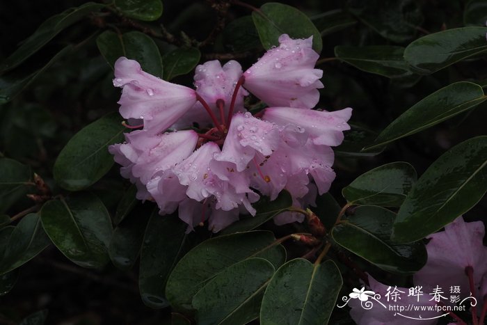 粉红杜鹃Rhododendron oreodoxa var. fargesii