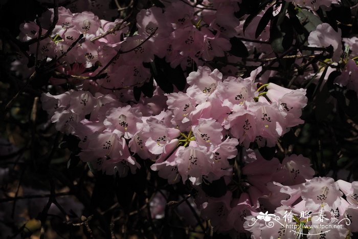 山光杜鹃Rhododendron oreodoxa
