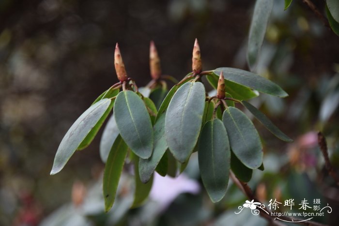 山光杜鹃Rhododendron oreodoxa