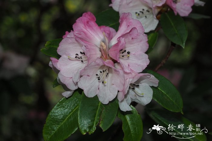 紫斑杜鹃Rhododendron pachytrichum var. monosematum