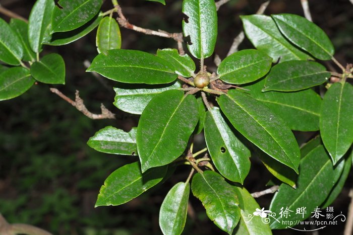 紫斑杜鹃Rhododendron pachytrichum var. monosematum