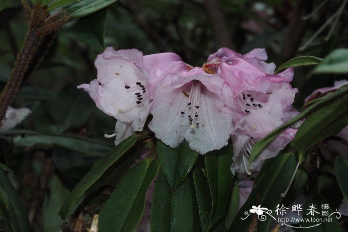 绒毛杜鹃Rhododendron pachytrichum