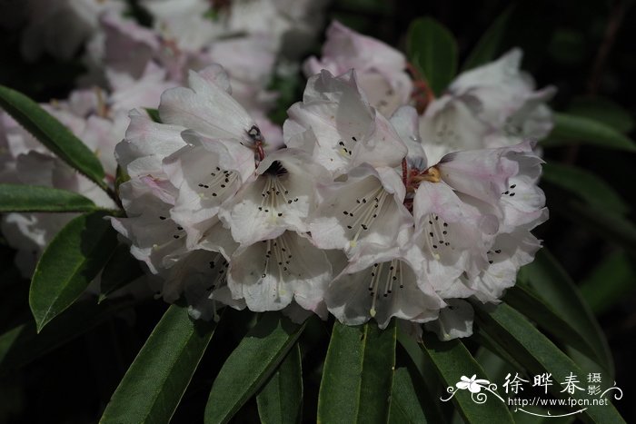 绒毛杜鹃Rhododendron pachytrichum