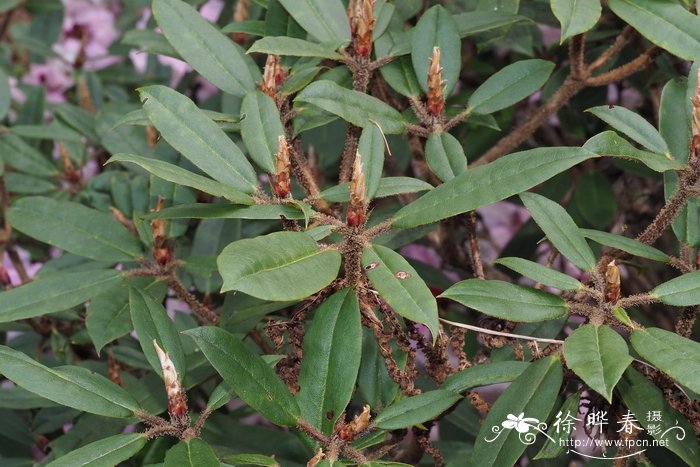 绒毛杜鹃Rhododendron pachytrichum