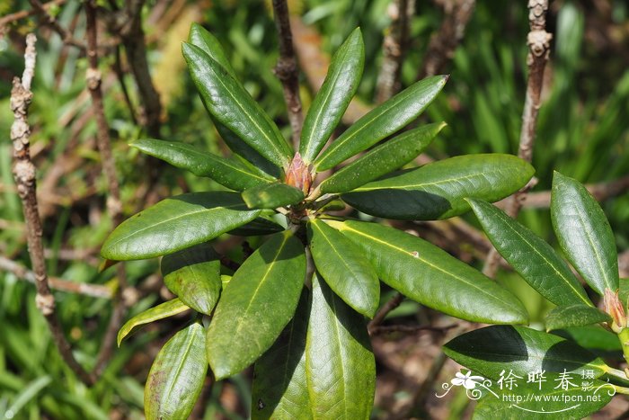 栎叶杜鹃Rhododendron phaeochrysum