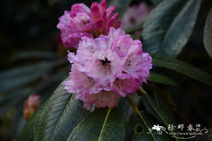 大王杜鹃rhododendron rex