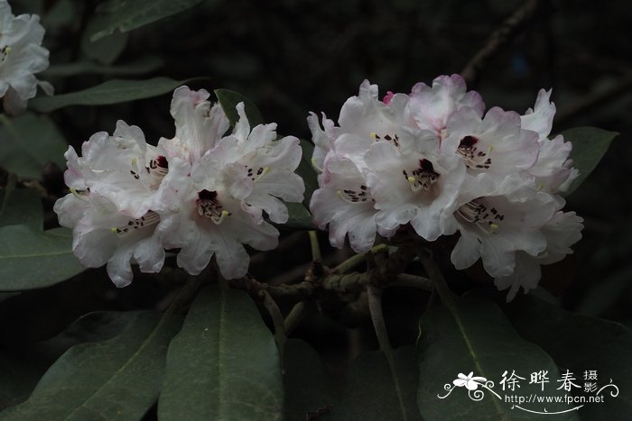 大王杜鹃rhododendron rex