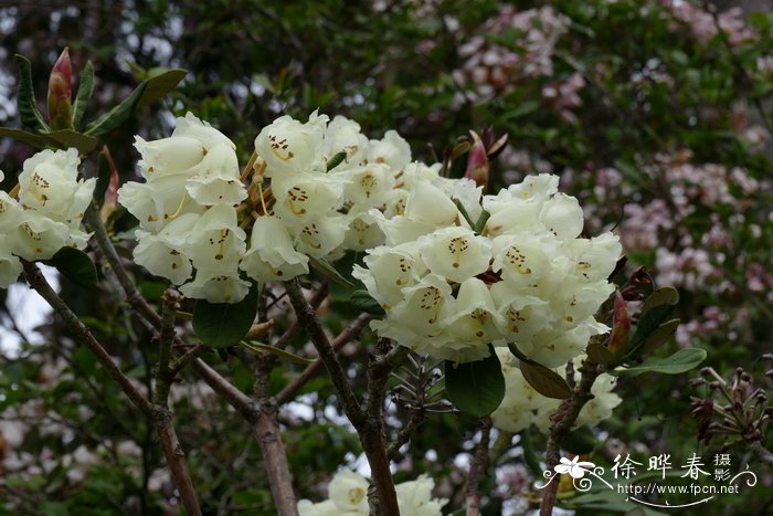 宽杯杜鹃Rhododendron sinofalconeri