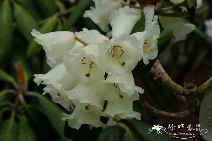 宽杯杜鹃Rhododendron sinofalconeri