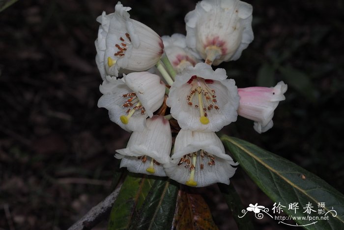 凸尖杜鹃Rhododendron sinogrande