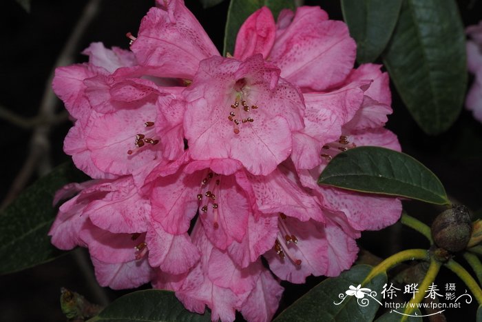 大理杜鹃Rhododendron taliense