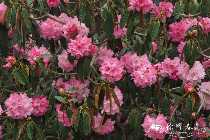 大理杜鹃Rhododendron taliense