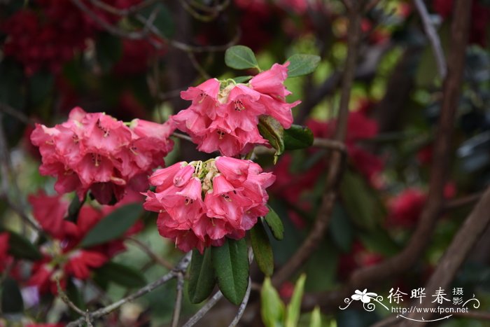 半圆叶杜鹃Rhododendron thomsonii