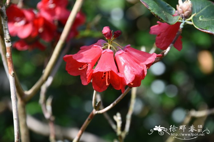 半圆叶杜鹃Rhododendron thomsonii