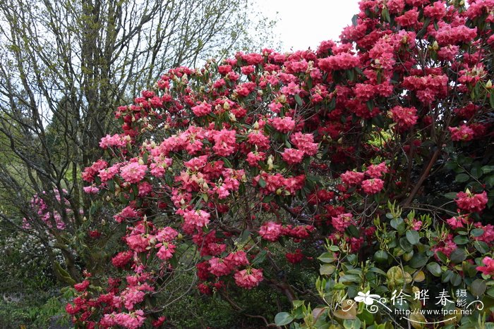 半圆叶杜鹃Rhododendron thomsonii