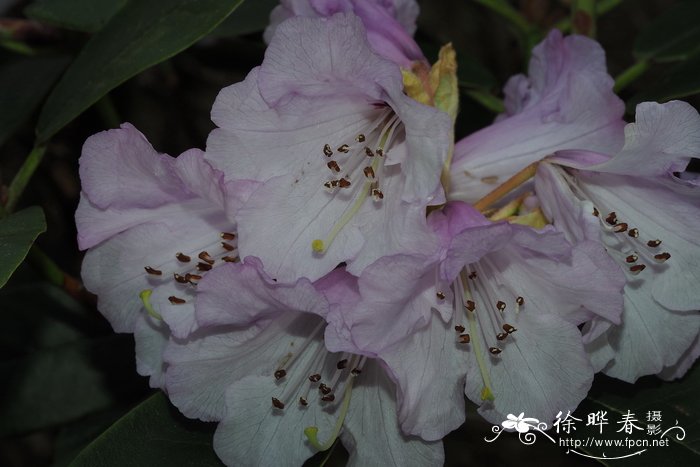 簇毛杜鹃Rhododendron wallichii