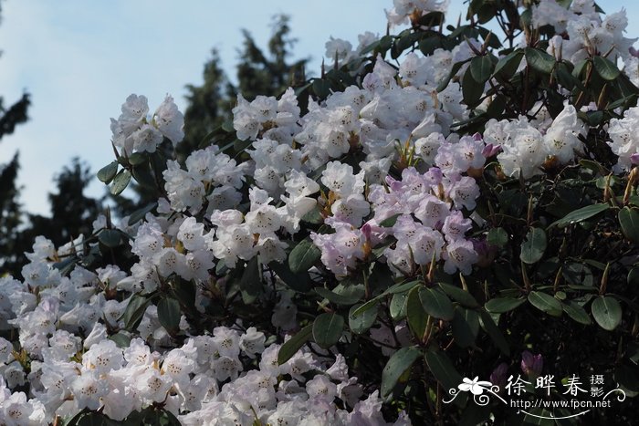 簇毛杜鹃Rhododendron wallichii