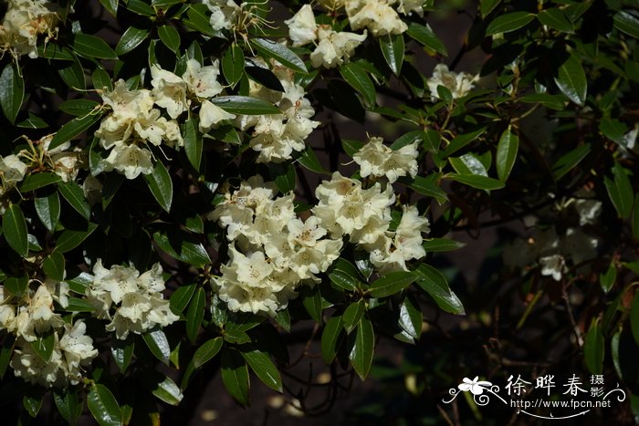 褐毛杜鹃Rhododendron wasonii