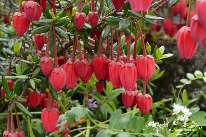 虎克百合木Crinodendron hookerianum