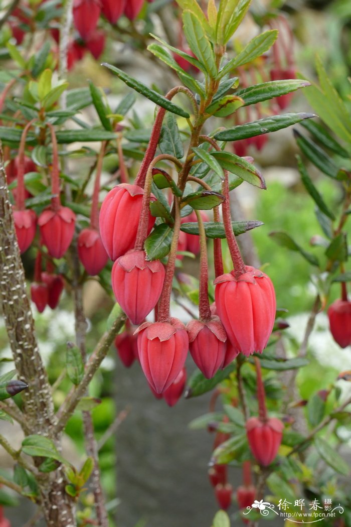 虎克百合木Crinodendron hookerianum