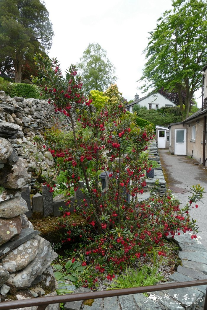 虎克百合木Crinodendron hookerianum