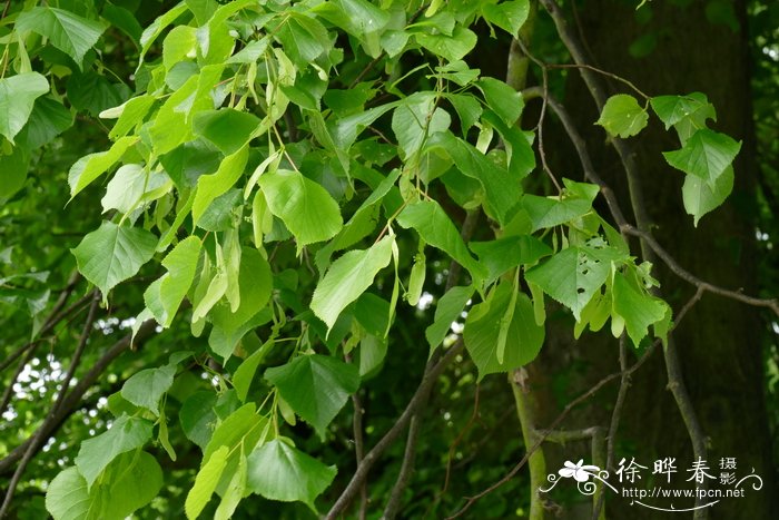 普通椴树Tilia vulgaris