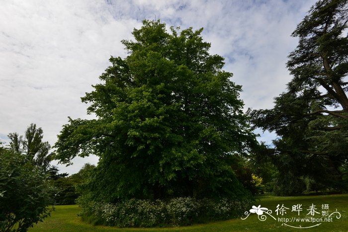 普通椴树Tilia vulgaris