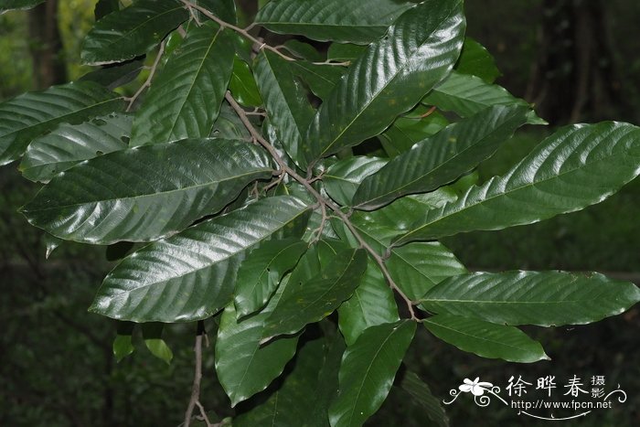 海南暗罗 Polyalthia laui