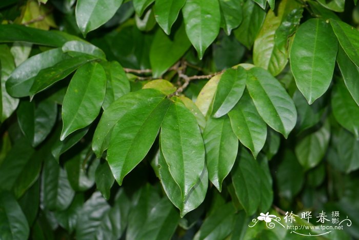 爪哇蒙蒿子，爪哇木Anaxagorea javanica