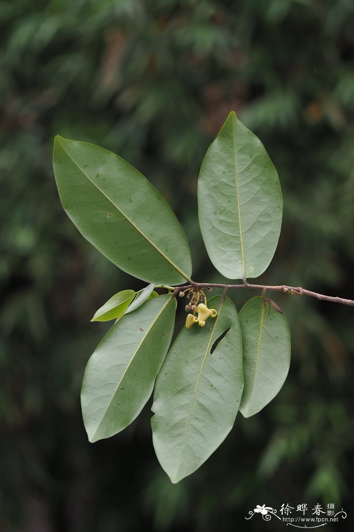 海南藤春 Alphonsea hainanensis
