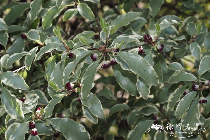  '银公主'薄叶海桐Pittosporum tenuifolium 'Silver Princess'