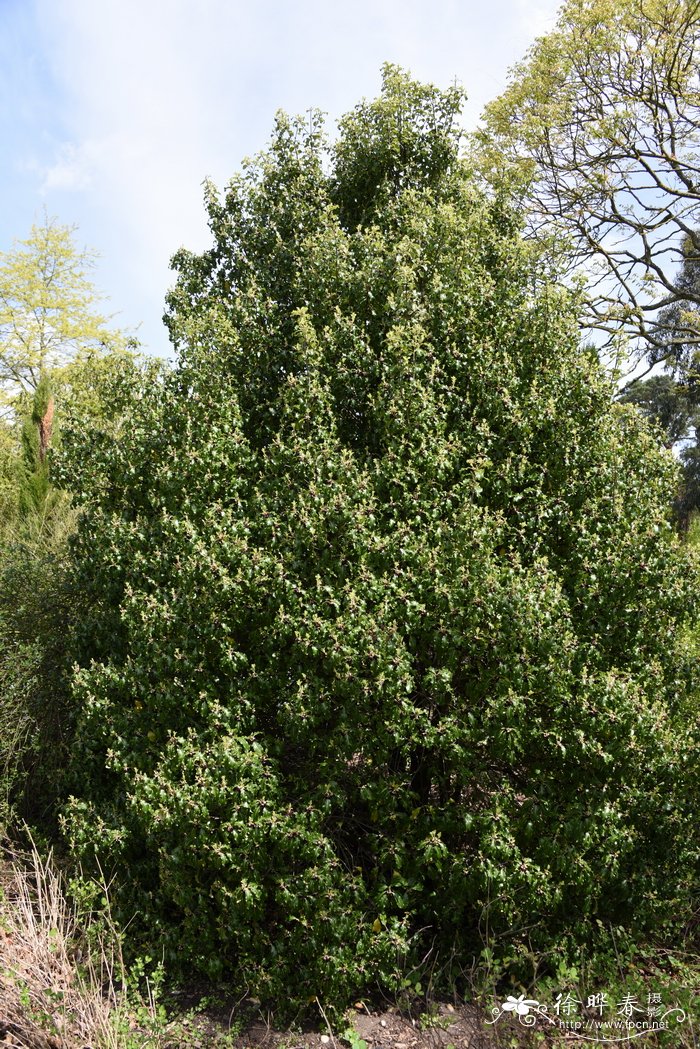 薄叶海桐Pittosporum tenuifolium