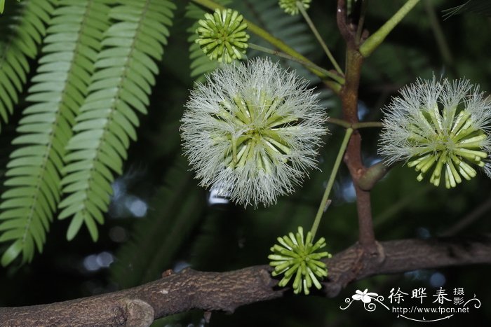 含羞草科鸡髯豆属   含羞树cojoba arborea