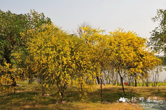 密叶金合欢Acacia conferta