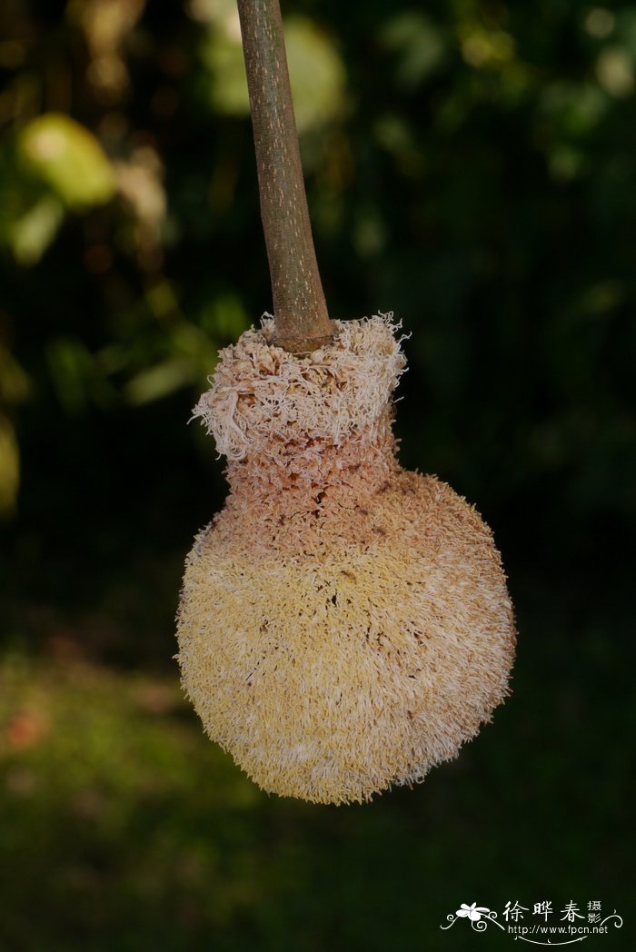 球花豆Parkia biglobosa