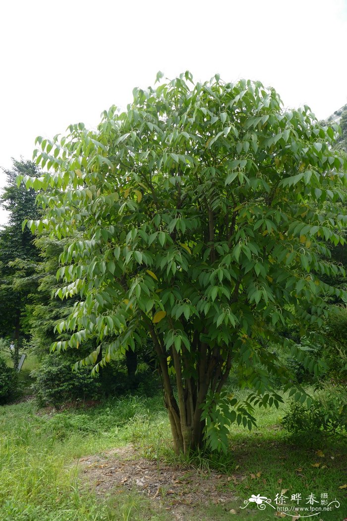 毛脉树胡椒Piper hispidum