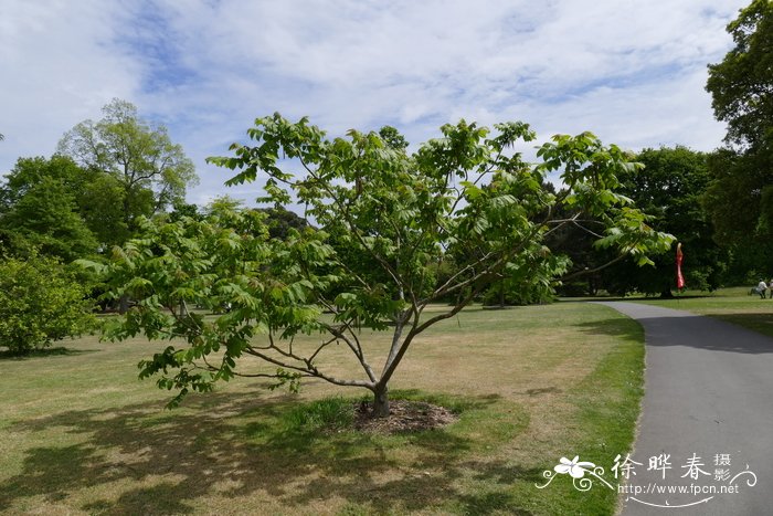 胡桃楸亚种Juglans mandshurica subsp. sieboldiana
