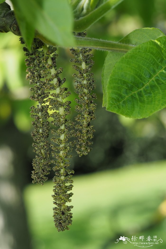 胡桃楸Juglans mandshurica