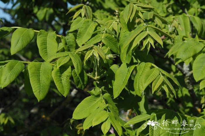 胡桃楸Juglans mandshurica