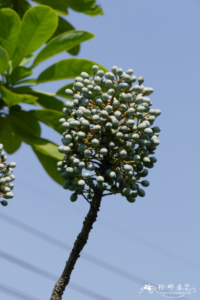 虎皮楠 Daphniphyllum oldhamii