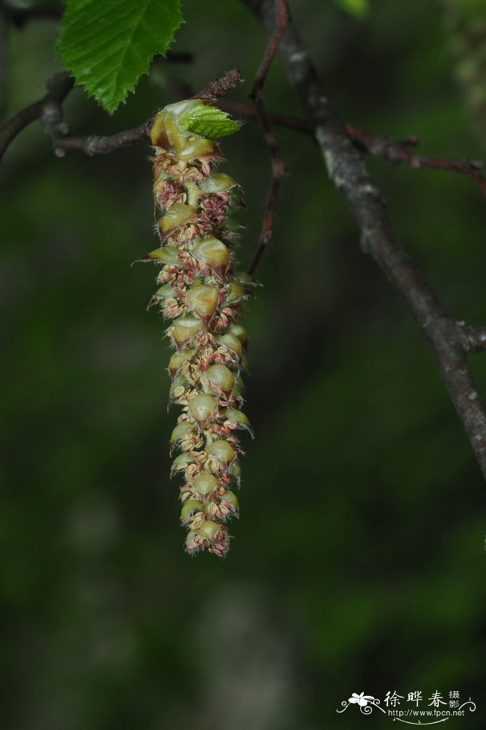 欧洲鹅耳枥carpinus betulus