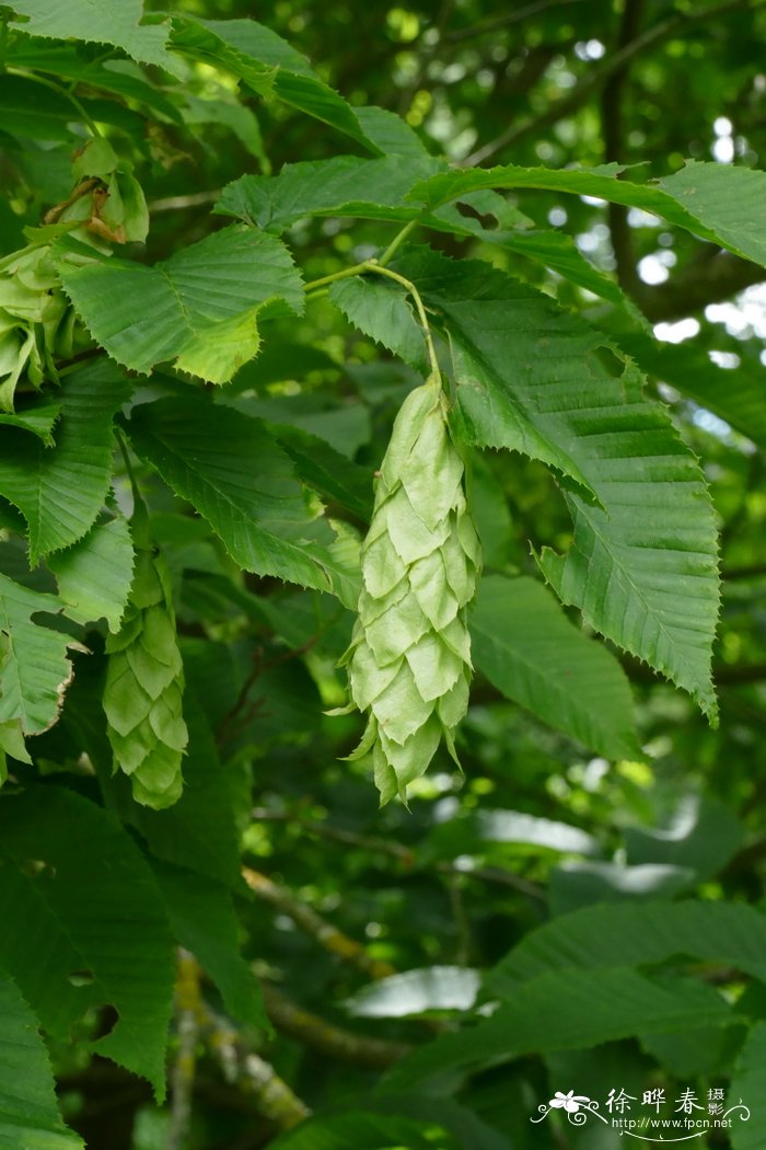 千金榆Carpinus cordata