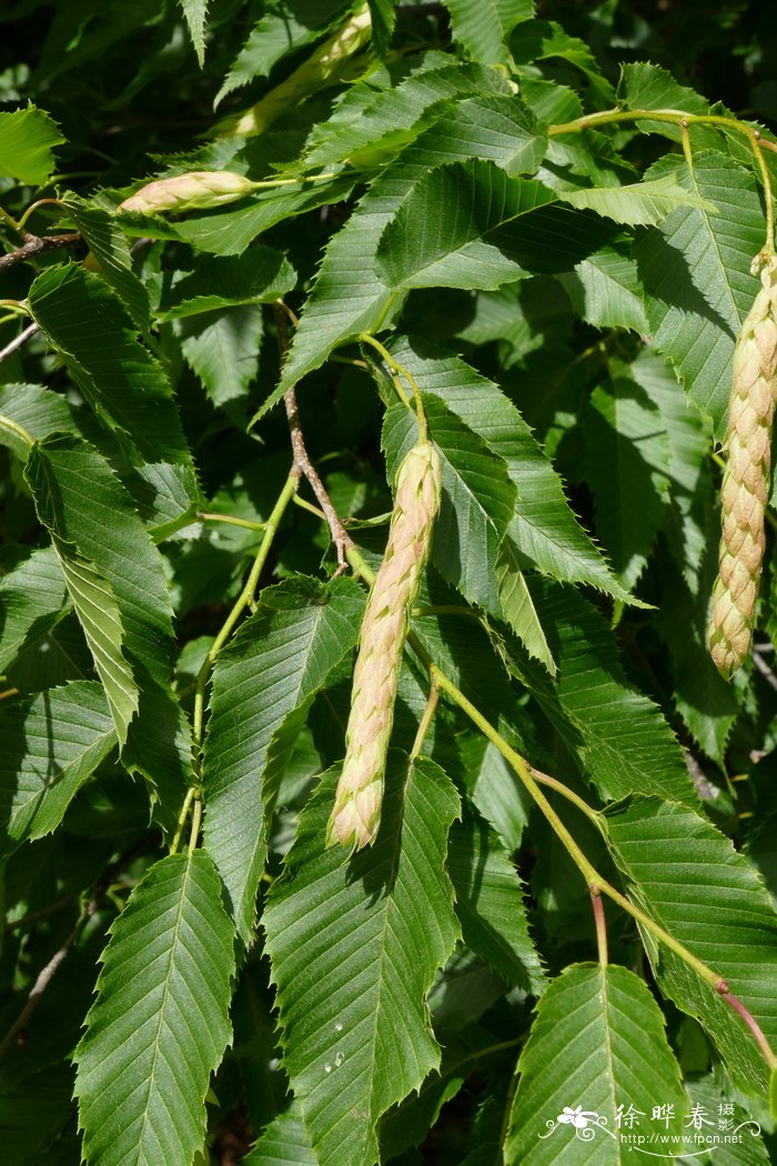 兰邯千金榆Carpinus rankanensis
