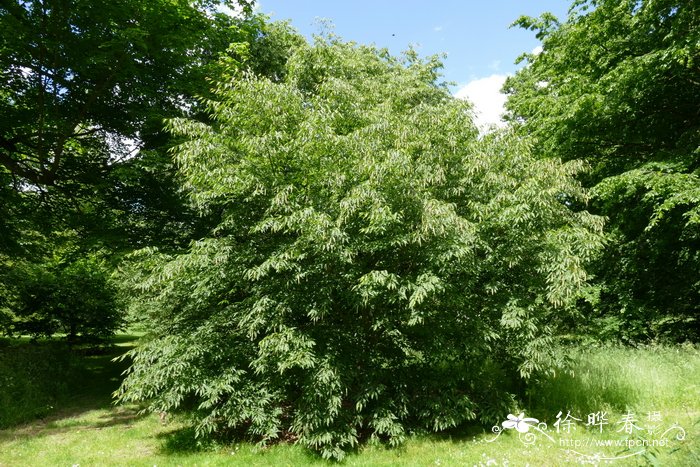 兰邯千金榆Carpinus rankanensis