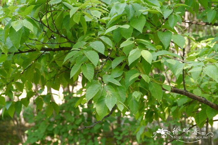 赛黑桦Betula schmidtii